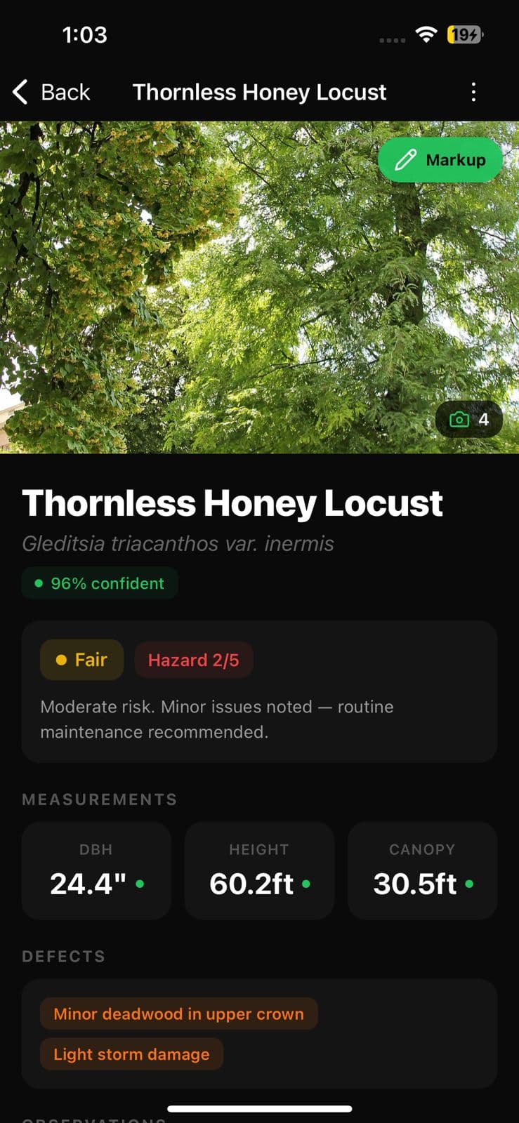 Thornless Honey Locust identified with 96% confidence and measurements